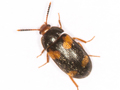 Mycetophagus quadripustulatus